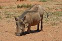 252 Okonjima, okonjima bush camp, woestijnknobbelzwijn